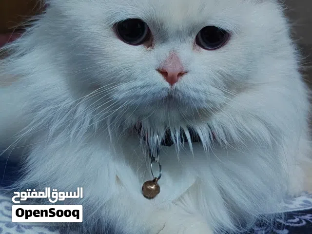 قطه سكوتش فولد