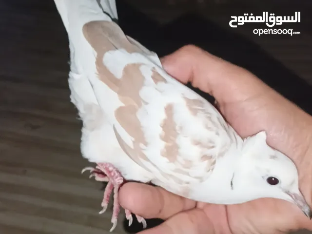 ذكر حمام كريمي للبيع السعر 6 الف ، عنواني بصرة الامن الداخلي، الطير بصحه جيدة