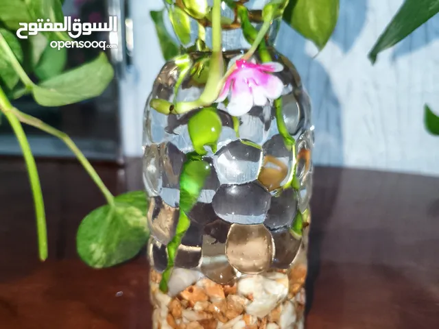 شتلات بوتس السعر 10دينار الثالث 28 المكان بنغازي السلماني