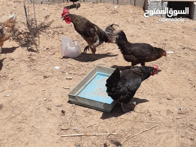 14دجاجه وديك