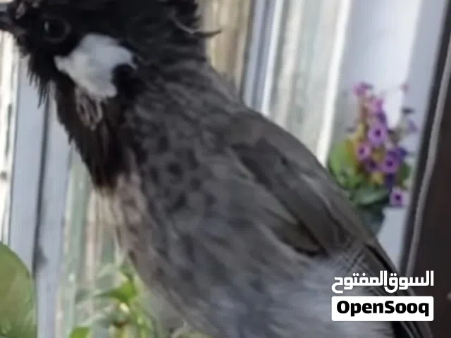 بلبل عملائه فحل خشن