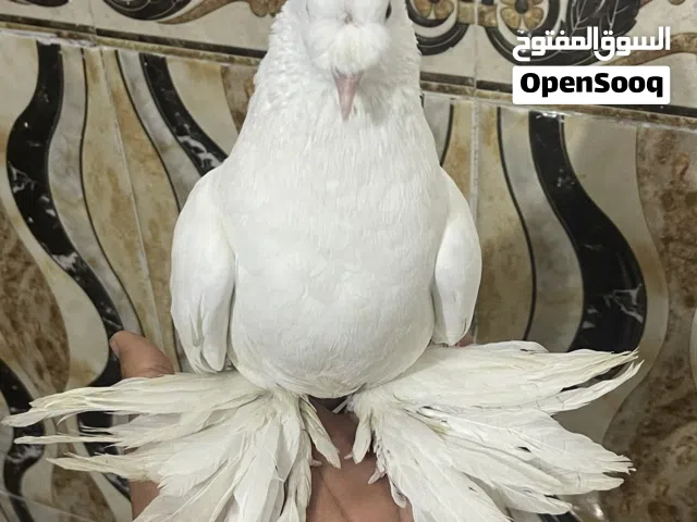 اقره الوصف