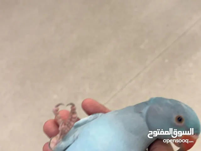 بغبغا دره ازرق