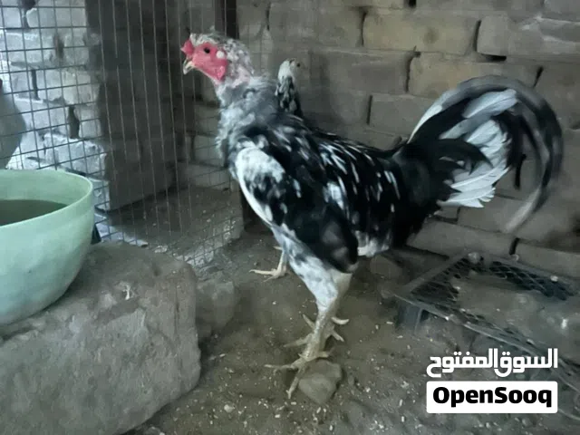 زوج بوطاني