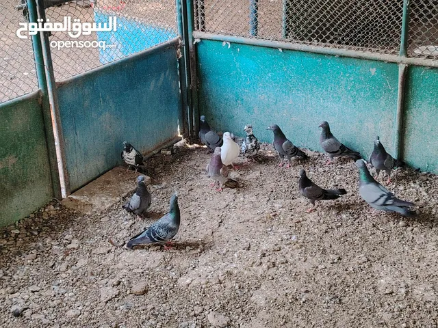 حمام للبيع 20 درهم