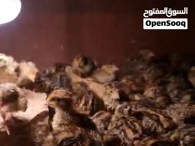 البيع سمان إنتاج بحريني