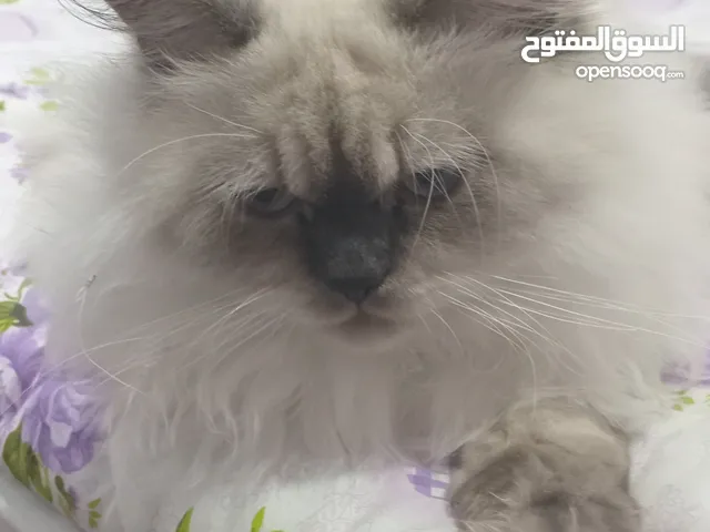 للتبني قط هملايا 7 شهور لعوب
