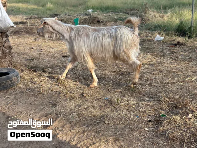 شاه جاموديه بدون قرون للبيع