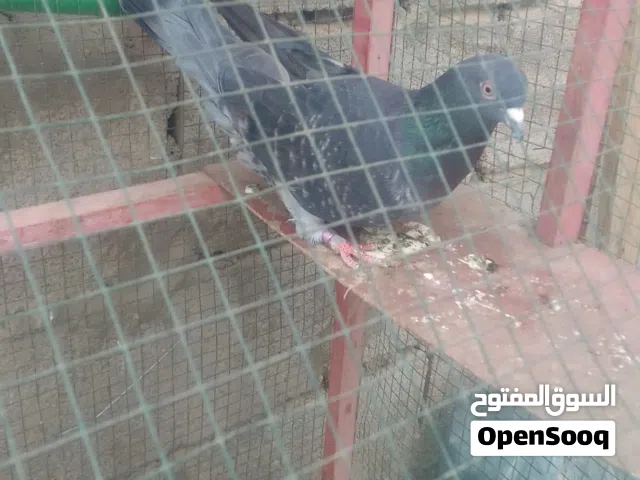 السلام عليكم طيور صيد عددهن 4 للبيع او مراوس بنثايه لوت