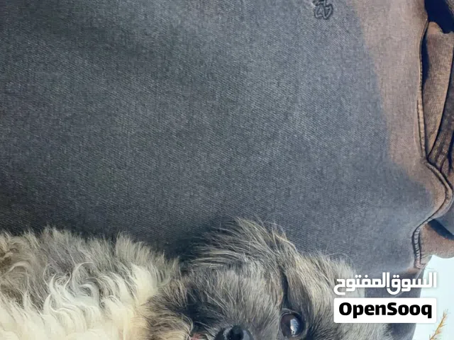 مطلوب جلب:ة شيتزو للتبني او سعر مقبول التواصل واتس او بالتطبيق نفس الي بالصورة