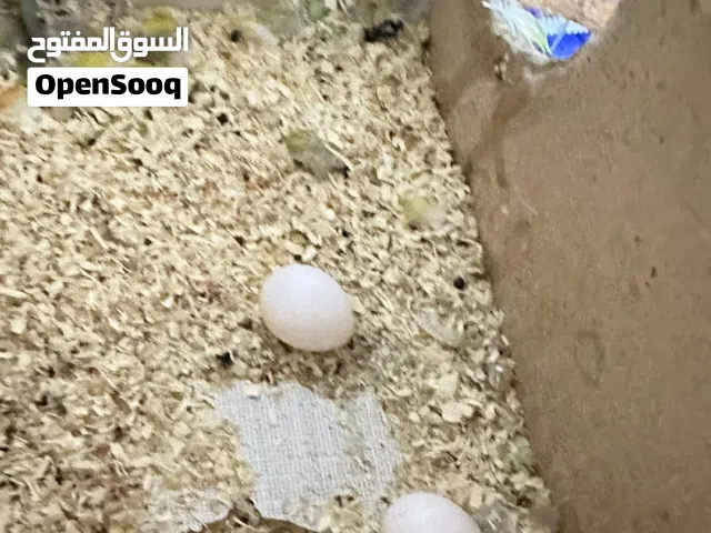 انثايتين فيشر شغلات100٪