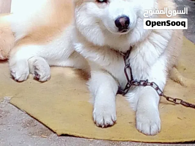 توصل معي هون انثى لاسكا اجمل كلبه في لاردن بل لون ول جمال منتجه حنونه لعوبه ماخذ جميع مطعيم موقع ارب