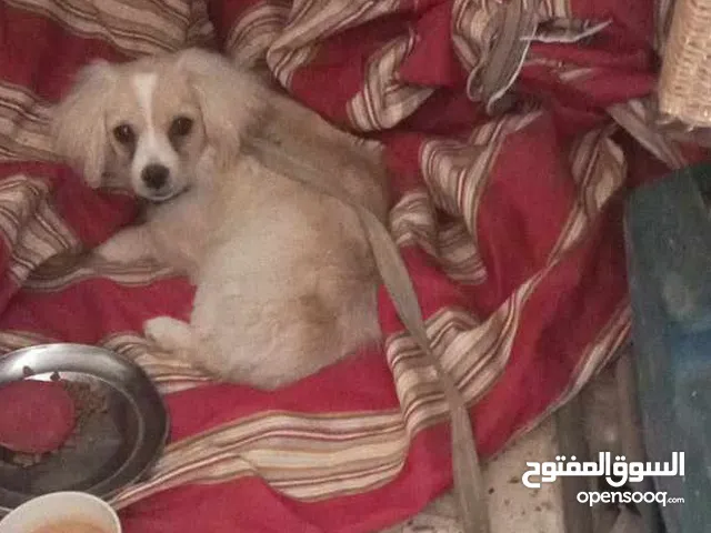 كلب لولو فوكس حلو ونظيف عمرو 4 شهور ماخد مطعوم