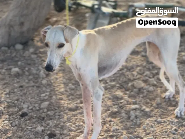 كـلـبـة سـلـوقـيـة