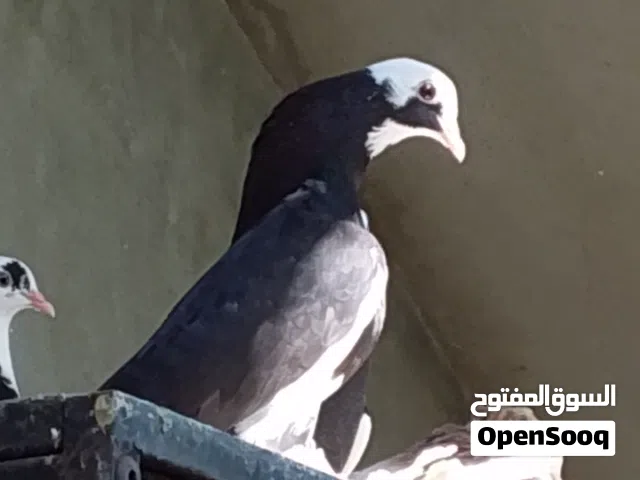 دكر شقلاب هزاز ربي يبارك