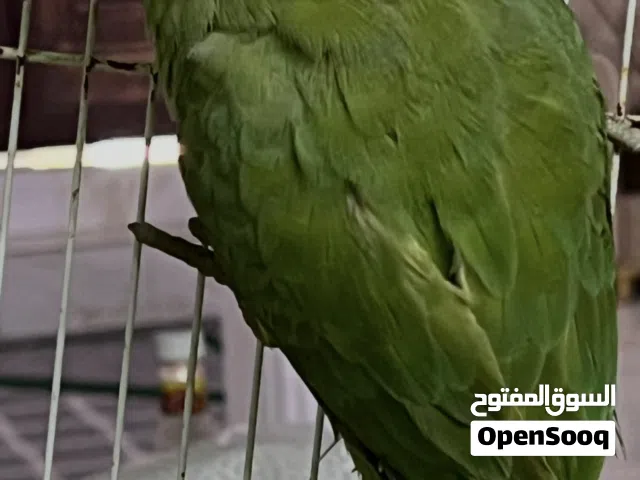 متوه للبيع