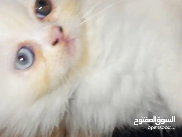قطة مون فيس