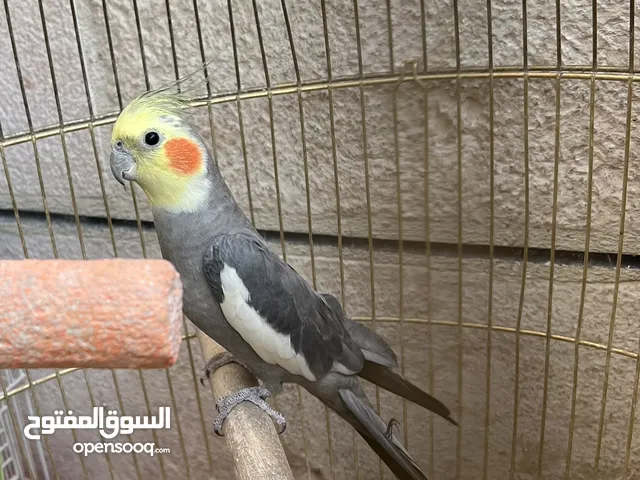 فحل كوكتيل اليف فحل مينا التفاصيل موجوده بالوصف