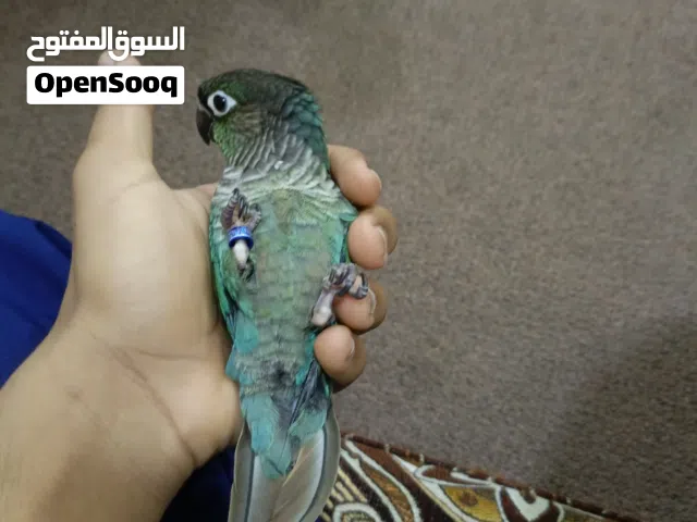 super hand tamed turquoise conure talking parrot
