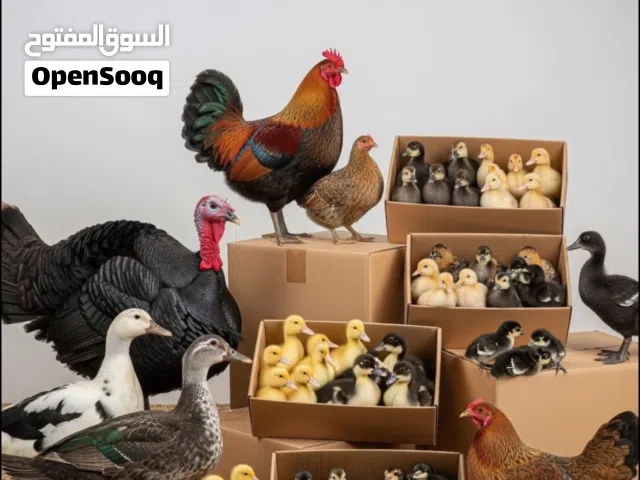 للبيع كتاكيت ابو ركيبة اجمل الاوان تختار بنفسك