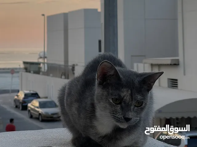 قطة حامل للتبني