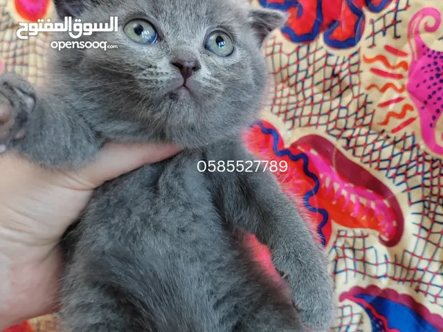 Premium quality kittens available in Dubai by European breeder