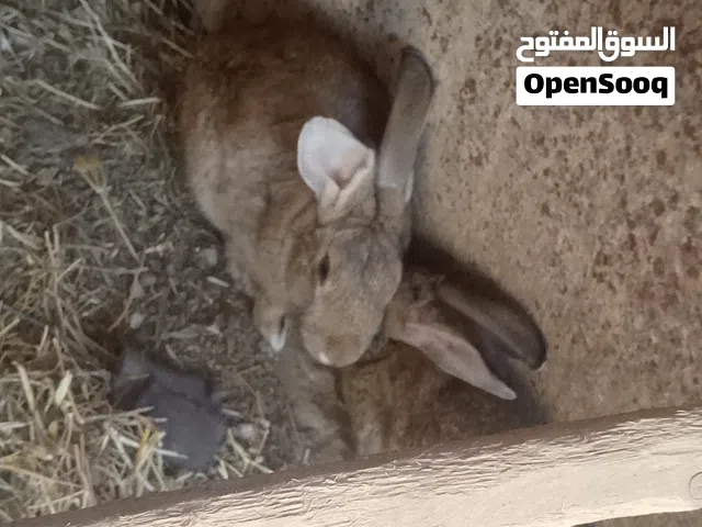 جوز ارانب و جوز بط