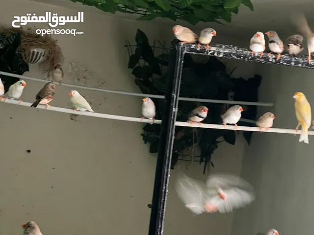 شروة طيور فنقز فيهن طفرات بسعر حرق