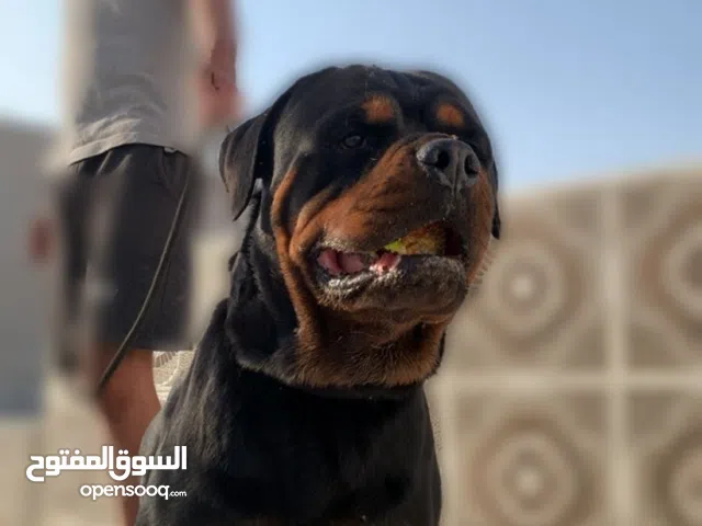 ذكور روت وايلر من سنه الى سنتين بيدقري male's rottweiller age from 1 year to 2 year's with bedgree.