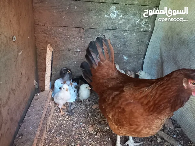 دجاجه مع صيصانها