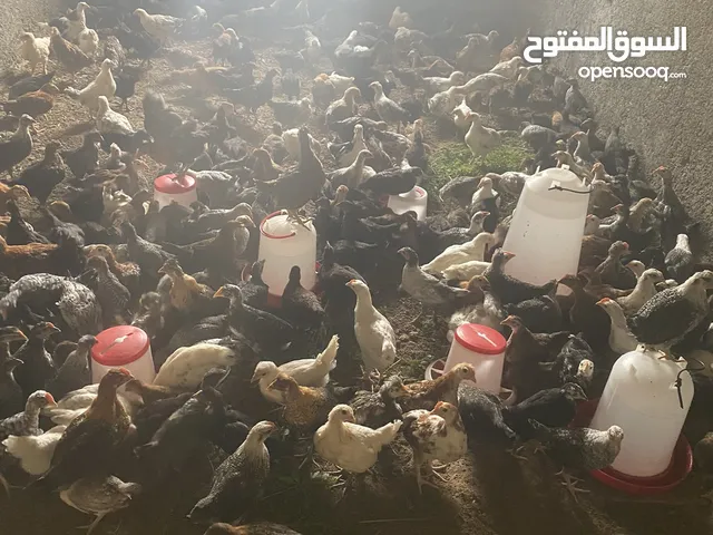 دجاج عربي مخلط للبيع عمر شهر نص مكان طرابلس سعر 7