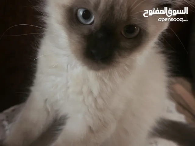 Ragdoll cat قطط راغدول