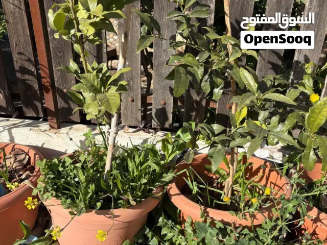 شتل ليمون مكسيكي عمر 5 سنوات