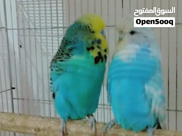 طيور الحب 4ازواج  انكليزي سعر الزوج 75 ابيعهن كلهن سوه أو ابدل بغير طيور اليفه