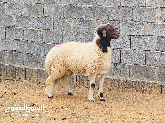 حولي تبارك الله درجه اولى للبيع