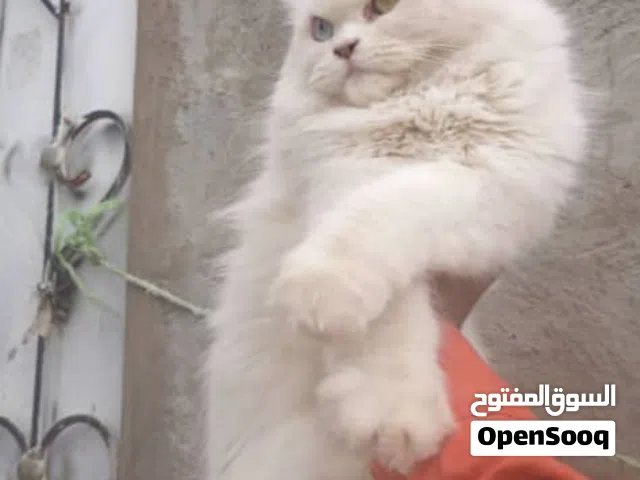 قطط مفقودين اي احد يشوف هذم القطط اي مكان يكلمنا