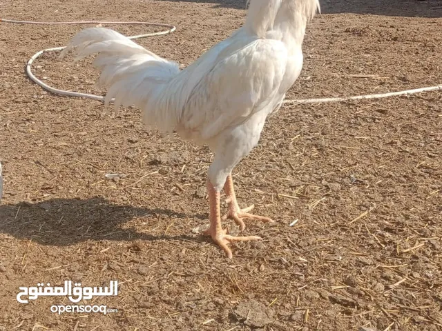 دجاج للبيع