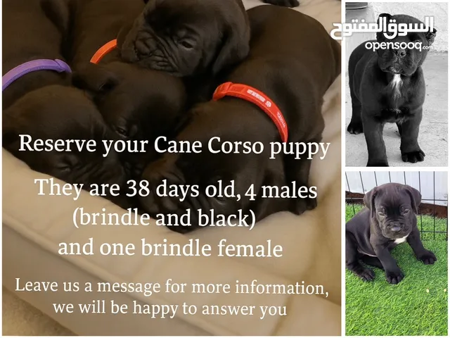 Cane Corso puppy Leave us a message for more information we will be happy to answer you