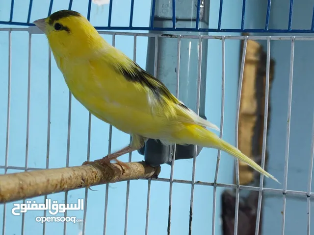 اللهم صل على محمد وال  اقرا الشرح بيه كل التفاصيل اكو فيديو بالاعلان راسلني واتساب ادزلك فيديو