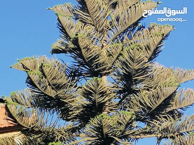 شجرة زينه اروكاريا او عيد الميلاد للبيع
