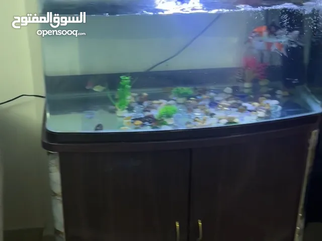 حوض سمك Aquarium