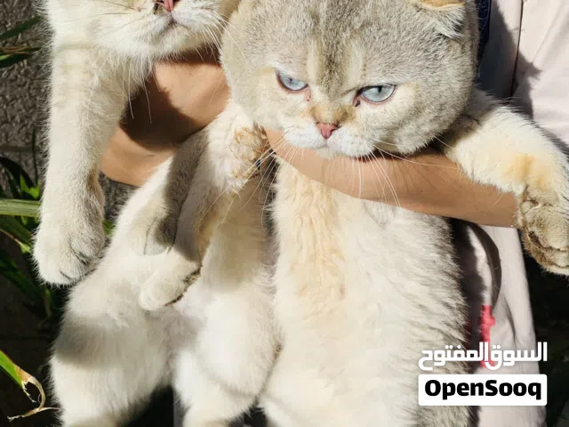 انثي وذكر منتجين سكوتش
