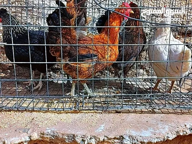 دجاج عربي انضيف ويدحي للبيع العدد 5 دجاجات