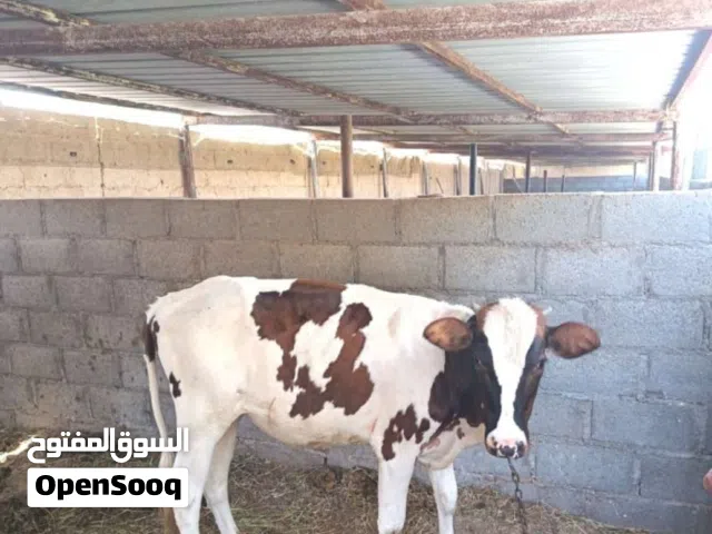 عجله هولنديه طيبه
