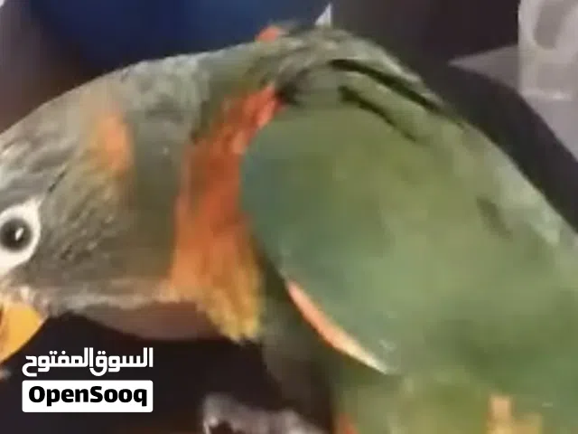 فرخ لوري مكس