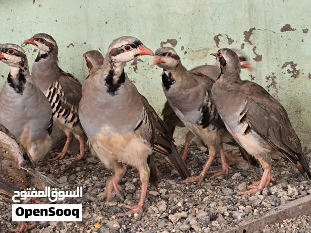 فروخ حجل باكستاني للبيع