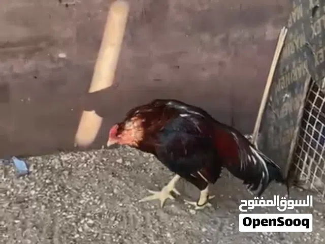 ديك باكستاني شوف الوصف