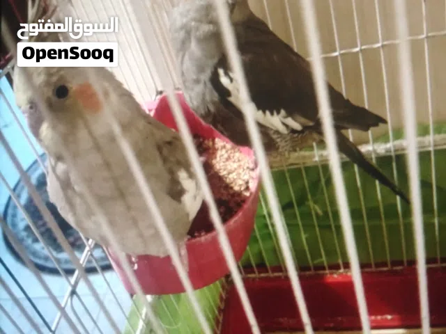 اناث كوكتيل جاهزات محشرات للبيع اليفات