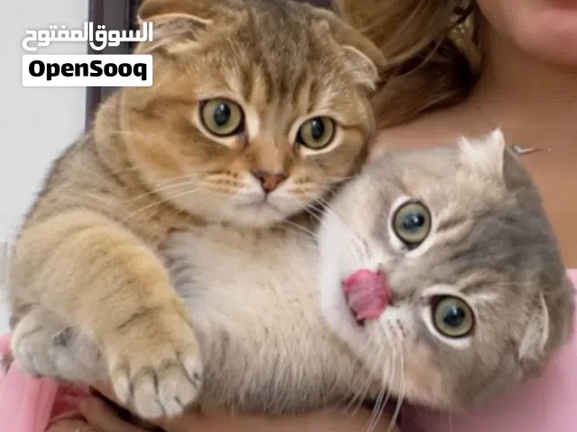 ذكر سكوتش فولد للتزاوج