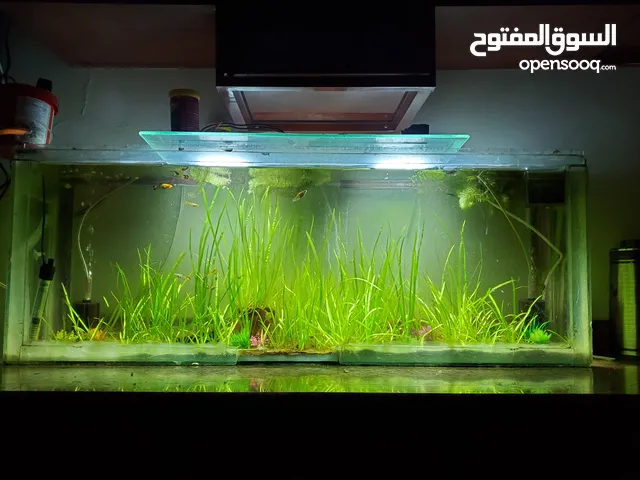 + نباتات طبيعة + صناعية احواض سمك ونوفر فلاتر اسفنجية بيولوجية على الطلب  كمية محدودة اسماك مولي